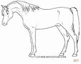 Arabian Coloring Egyptian Pages Horse Rearing Horses Printable Supercoloring Lineart Drawing sketch template