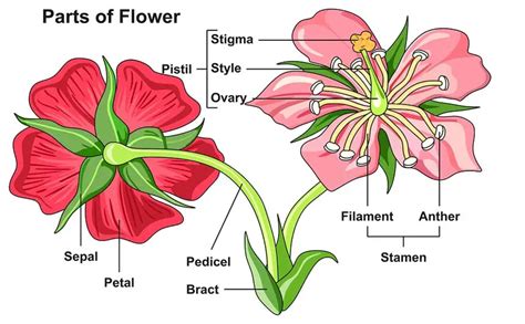flower parts  functions definitions  flower site