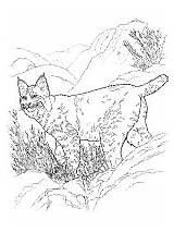Lynx Coloring Printable Cats Pages Wild Activities sketch template