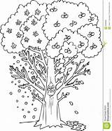 Coloring Tree Season Seasons Four Printable Illustration Vector Autumn Template Digital Preview sketch template