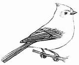 Coloring Pages Titmouse Tufted Printable Colouring Printablecolouringpages Sheet sketch template
