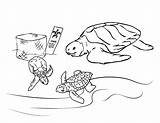 Coloring Turtle Pages Sea Printable Turtles Kids Animal Nemo Color Finding Book Print Rocks Getdrawings Bestcoloringpagesforkids Getcolorings sketch template