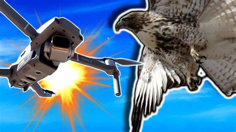 hawk attacks drone  mountains close call youtube