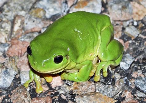 australian green tree frog natural history   net