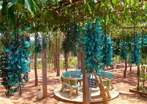 Muda De Jade Azul Feita De Estaca Plantei