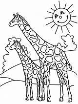 Girafa Girafas Criar Atividades Realistas Infantis Poderá Fofinhas Certamente Tem sketch template
