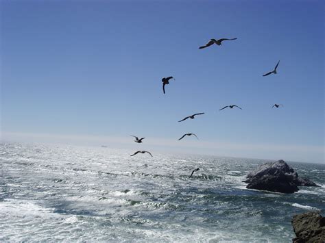 seagulls flying  ocean  stock photo public domain pictures