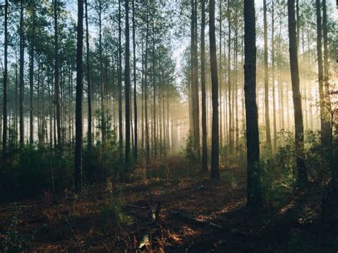 nieuwe vlaamse subsidie voor wie een bos aanplant rechtenkrant