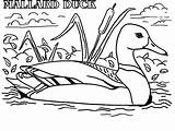 Coloring Duck Pages Mallard Meme Color Dog Wood Drawing Actual Advice Hunting Coon Printable Ducks Getcolorings Ducklings Way Make Bike sketch template