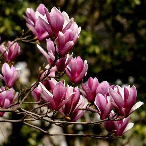 Chinese Special Purple Magnolia Seeds 20pcs Plant Flower Seeds