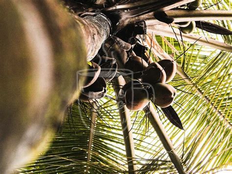 manfaat pohon kelapa  akar hingga pucuk blog bebas