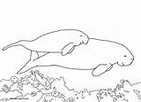 Dugong Manatee Pages Coloring Colouring Printable Drawing Color Baby Cow Sea Cute Line Getcolorings Calf Sketch Print Florida Momma Swimming sketch template