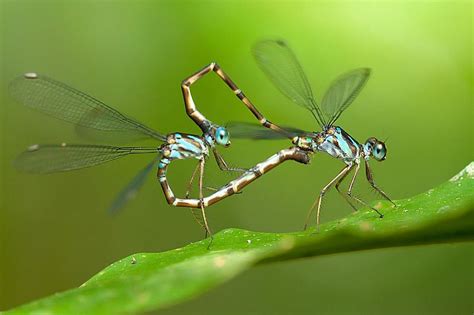 Image Result For Mating Dragonflies Damselfly Flying Tattoo Dragonfly