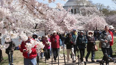 2019 National Cherry Blossom Festival Washington Dc
