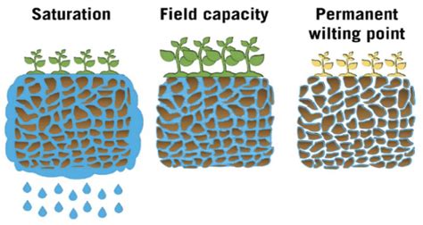 water  full text water soil  plants interactions