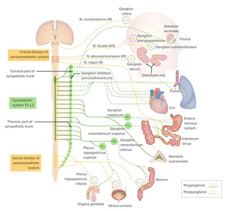 vegetatives nervensystem aufbau und funktion lecturio
