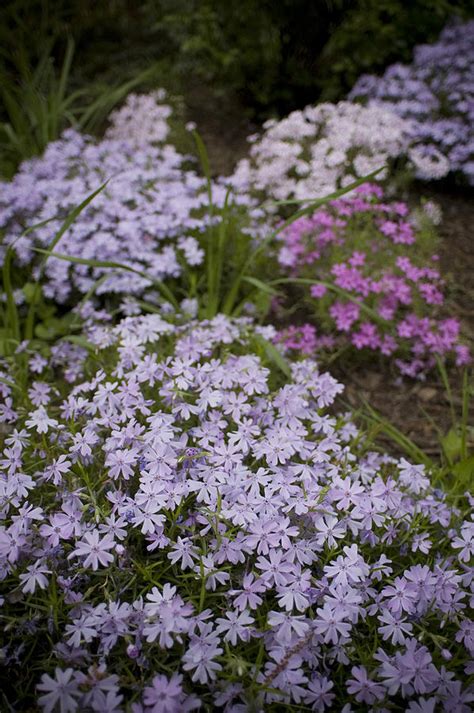 purple garden photograph  jessica berlin fine art america