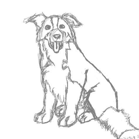 rough collie dog drawing coloring coloring pages