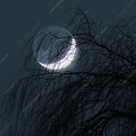 crescent moon   tree stock image  science photo