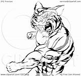 Tiger Clipart Roaring Vicious Muscular Punching Illustration Man Royalty Atstockillustration Vector sketch template
