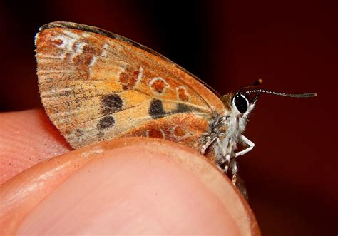 springfield plateau carnivorous butterfly
