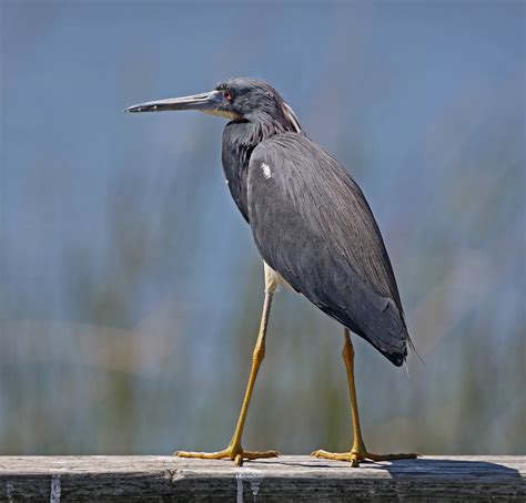 pictures  information  tricolored heron