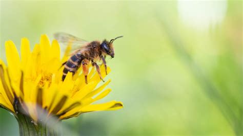 bijen  vije hoveniers en bestratingsbedrijf