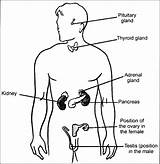 Gland Drawing Pituitary Endocrine Diagram Glands Position Draw Show Getdrawings sketch template