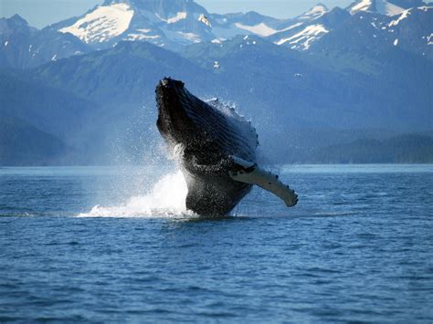 whales ships  common  bering strait uw news