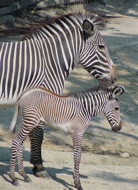 grevys zebra  photo  freeimages