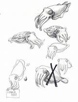 Cuttlefish Coloring Flamboyant Choose Board Fish Drawings sketch template