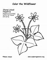 Hepatica Coloring Lobed Sharp sketch template