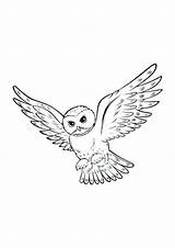 Potter Harry Hedwig Owl Kleurplaat Coloring Uil Pages Uilen Drawing Tattoos Tekeningen Owls Hogwarts Drawings Colouring Downloaden Uploaded User Ideeën sketch template
