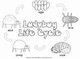 Cycle Life Coloring Ladybug Butterfly Craft Kids Worksheet Pages Preschool Frog Bug Lady Worksheets Color Printable Summer Lifecycle Worksheeto Printables sketch template