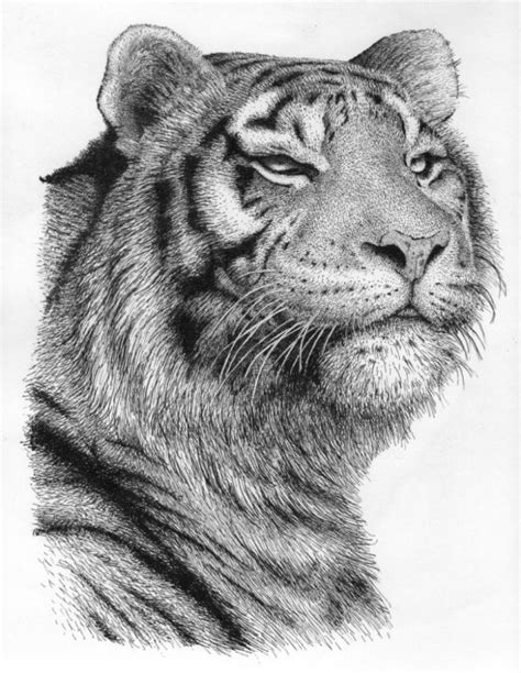 tiger  drawing  rens ink absoluteartscom