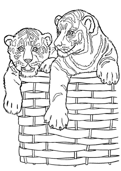printable lion  tiger coloring pages