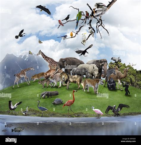 collage  wild animals  birds stock photo alamy