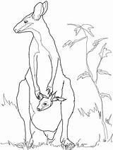 Animal Wallaby Australian Coloring Template Kangaroo Pages Templates Animals Outline Drawing Rock Colouring Baby Drawings Printable Kids Crafts Mother Shapes sketch template