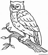 Owl Dibujosyjuegos sketch template