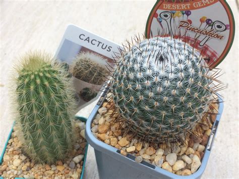 long     mini cactus   large   cm wide