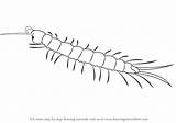 Draw Centipede Drawing Sketch Step Drawings Paintingvalley Insects Learn Tutorials sketch template