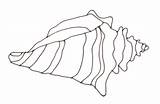 Conch Drawing Shell Draw Clipart Conk Seashell Cliparts Line Sketch Clip Flies Lord Outline Drawings Community Library Clipartbest Getdrawings Attribution sketch template