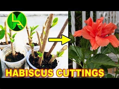 grow hibiscus  cuttings youtube hibiscus hibiscus