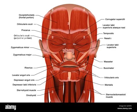 facial muscles   human head  labels stock photo alamy