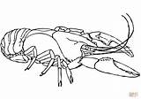 Lobster Coloring Pages American Printable Color Crayfish Expert Getcolorings Lobsters Drawing Print Neo Agus Categories Colo sketch template