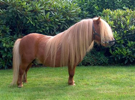 aspiring equestrian shetland pony