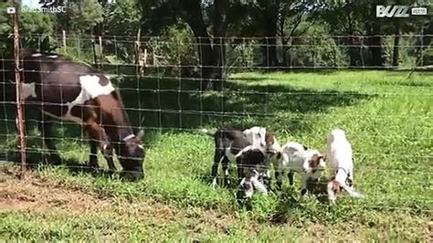 Goats Get Rammed By Hungry Calf 1 Video Dailymotion