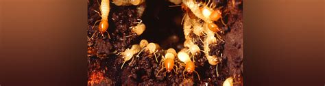 formosan subterranean termites have been in the news lately what can