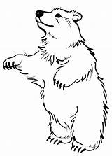 Orsi Orso Pianetabambini Polare Animali Polar Realistici sketch template