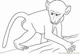 Baboon Coloring Pages Getcolorings African Baby Color sketch template